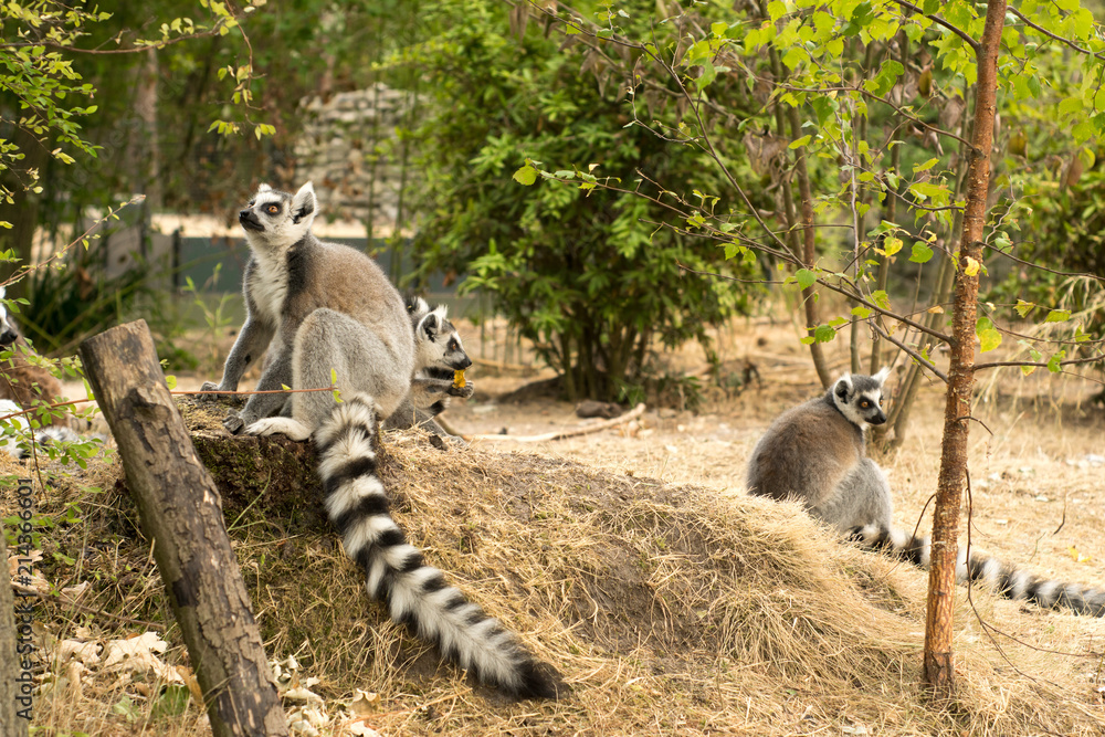 Obraz premium cute funny little lemurs playing with each other