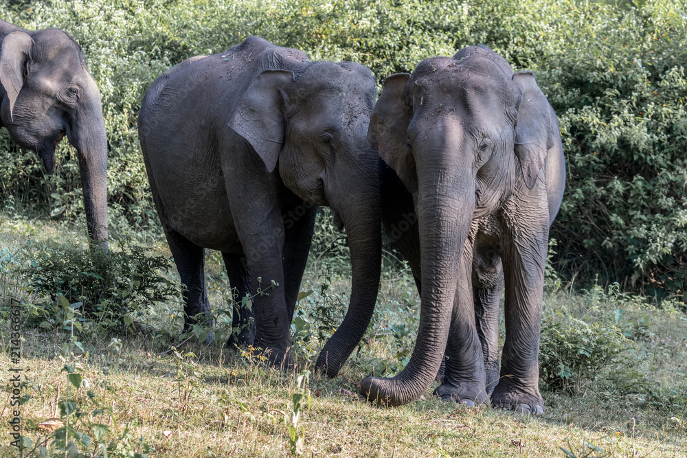 Fototapeta premium Asian elephant