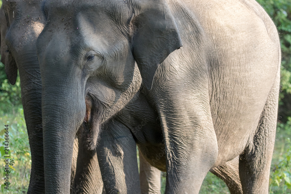 Fototapeta premium Asian elephant