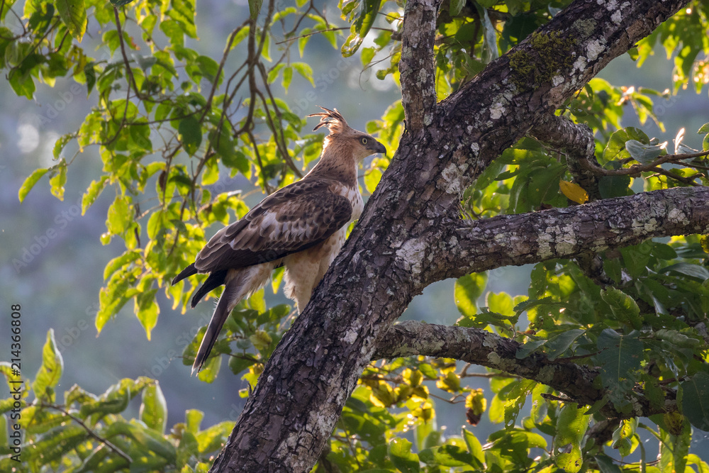 Fototapeta premium Crested Hawk Eagle