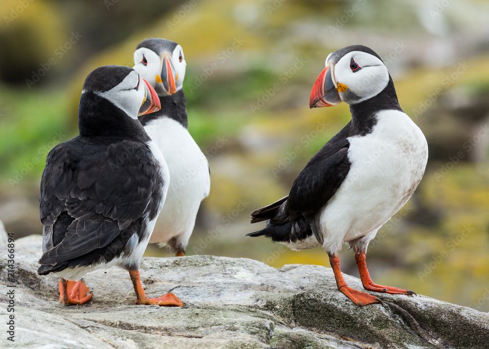 Fototapeta premium Puffins, sea birds, on rocks at the Farne Islands, Northumberland, England, UK.