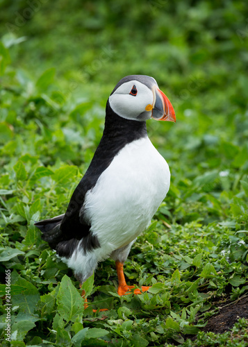 Puffin at nesting site on the Farne Islands, Northumberland, England, UK.