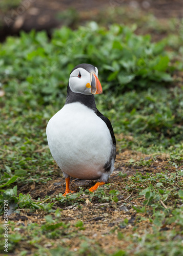 Puffin at nesting site on the Farne Islands, Northumberland, England, UK. © coxy58