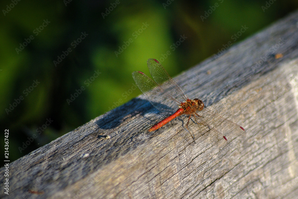 Libelle Libelle