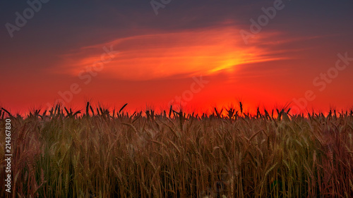 field of wheat at sunset