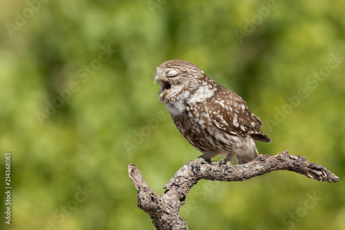 Mochuelo europeo