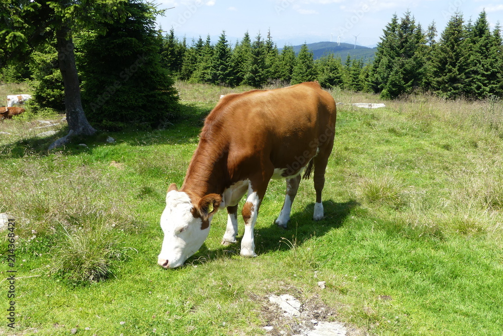 Bergweide Bergweide
