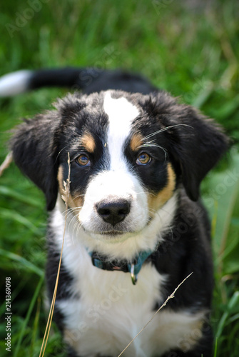 Berner-Sennenhund