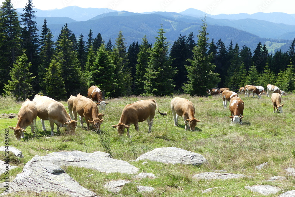Fototapeta premium Rinderherde auf der Alm