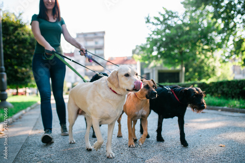 Photography Dog walker enjoying with dogs while walking outdoors.