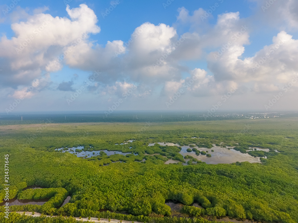 Aerial drone view over mangrove in Cancun Mexico