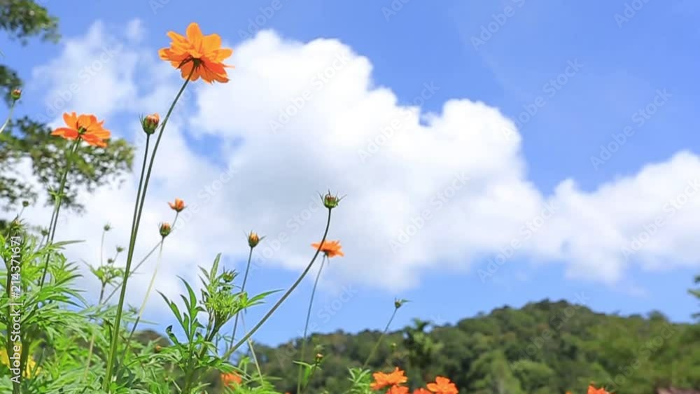 Flower Flower