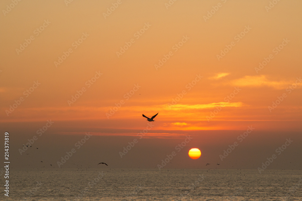beautiful sunset in the atlantic ocean with flying birds