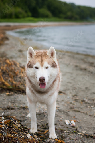 Image of serious Beige and white Siberian Husky dog standing on the beach and looking to the camera.