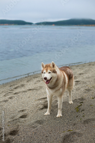 Image of friendly Beige and white Siberian Husky dog standing on the beach.