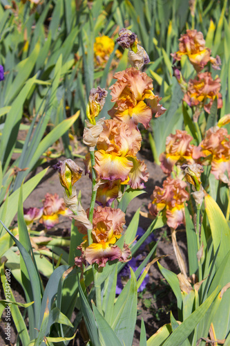 Fototapeta Naklejka Na Ścianę i Meble -  Iris Flower