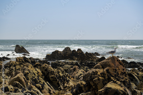 Seagall sitting on rocks on the beach photo