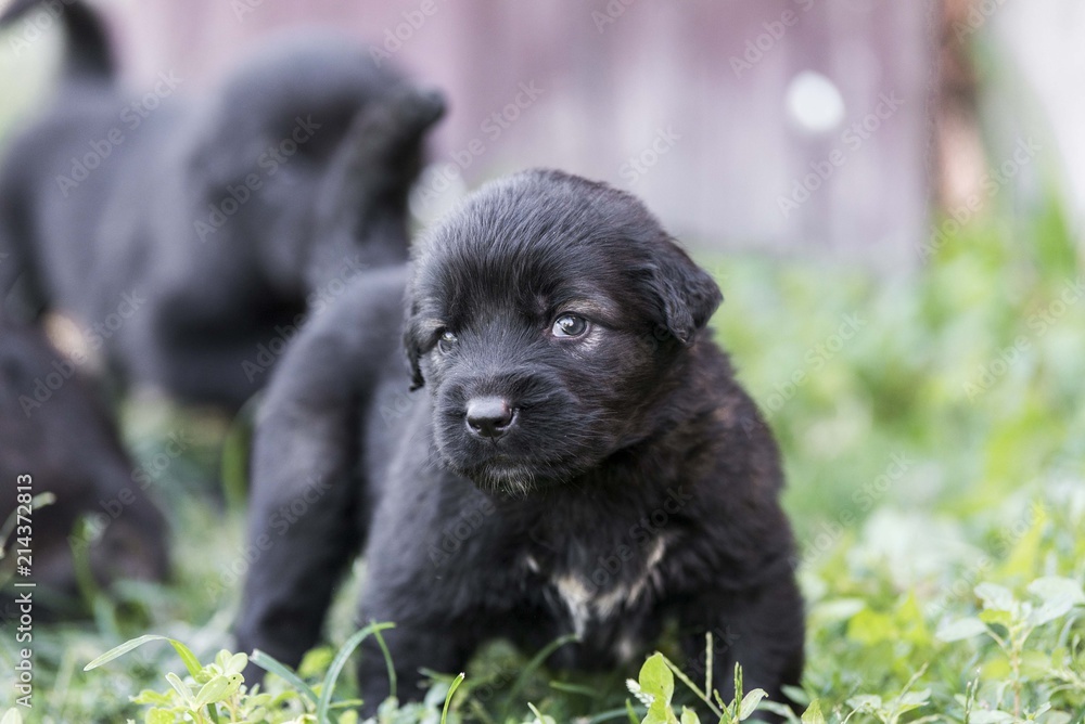 sarplaninac puppie isolated. sarplaninac puppie isolated.