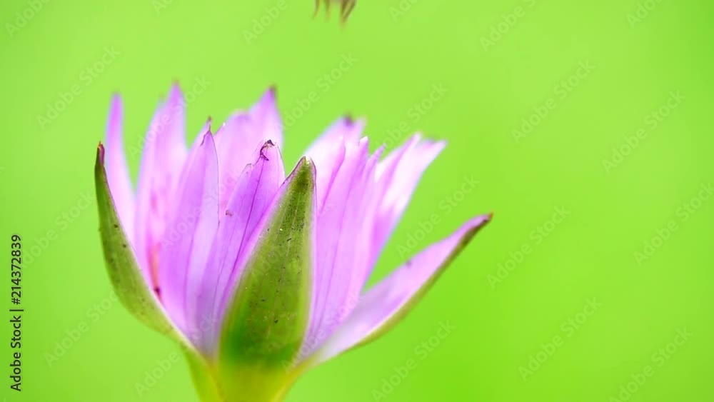 HD super slow 4K Beautiful multi color lotus lilly and bee nature background HD super slow 4K Beautiful multi color lotus lilly and bee nature background