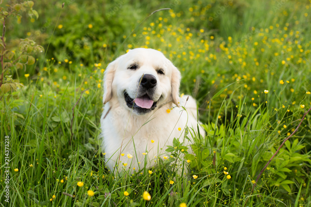 Profile portrait of lovely golden retriever dog lying in the buttercup field in summer Profile portrait of lovely golden retriever dog lying in the buttercup field in summer