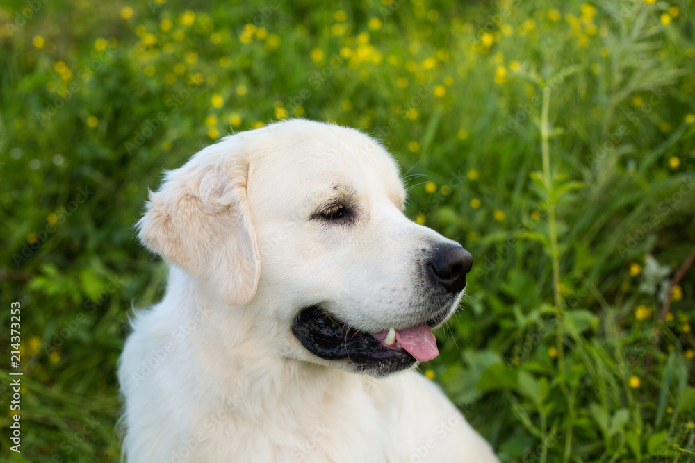 Close-up portrait of cute white dog breed golden retriever in the green grass and flowers background Close-up portrait of cute white dog breed golden retriever in the green grass and flowers background