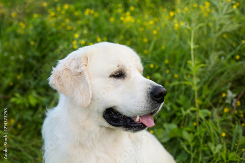 Close-up portrait of cute white dog breed golden retriever in the green grass and flowers background