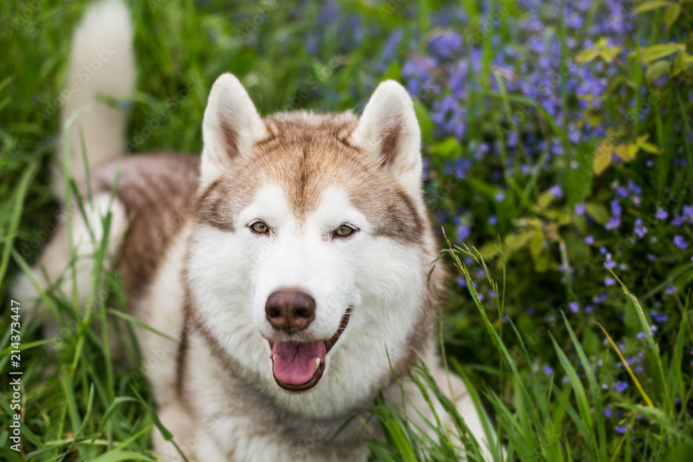 Close-up portrait of gorgeous beige and white dog breed siberian husky lying in the green grass and violet flowers