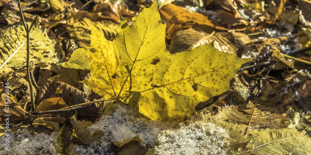 Yellow fallen maple leaf