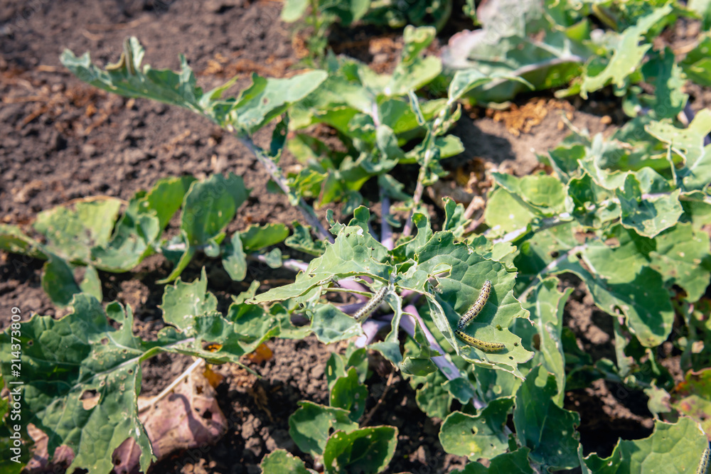 Yellow caterpillars with black dots eating the leaves of rutabaga plants Yellow caterpillars with black dots eating the leaves of rutabaga plants