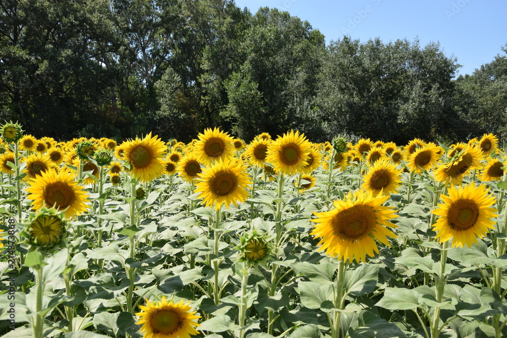 Obraz premium Tournesols