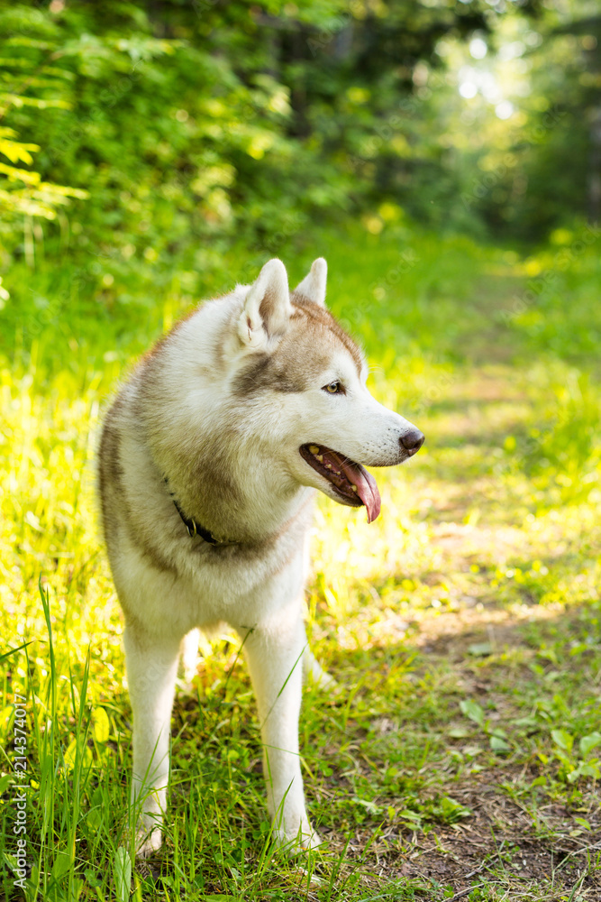 Profile Portrait of attentive beige and white siberian husky dog with brown eyes in the forest at sunset