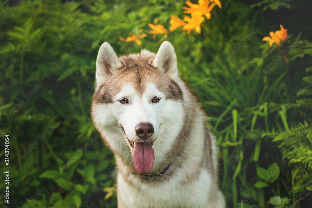 Portrait of cute beige dog breed siberian husky with tonque hanging out sitting in green grass and orange wild lilies