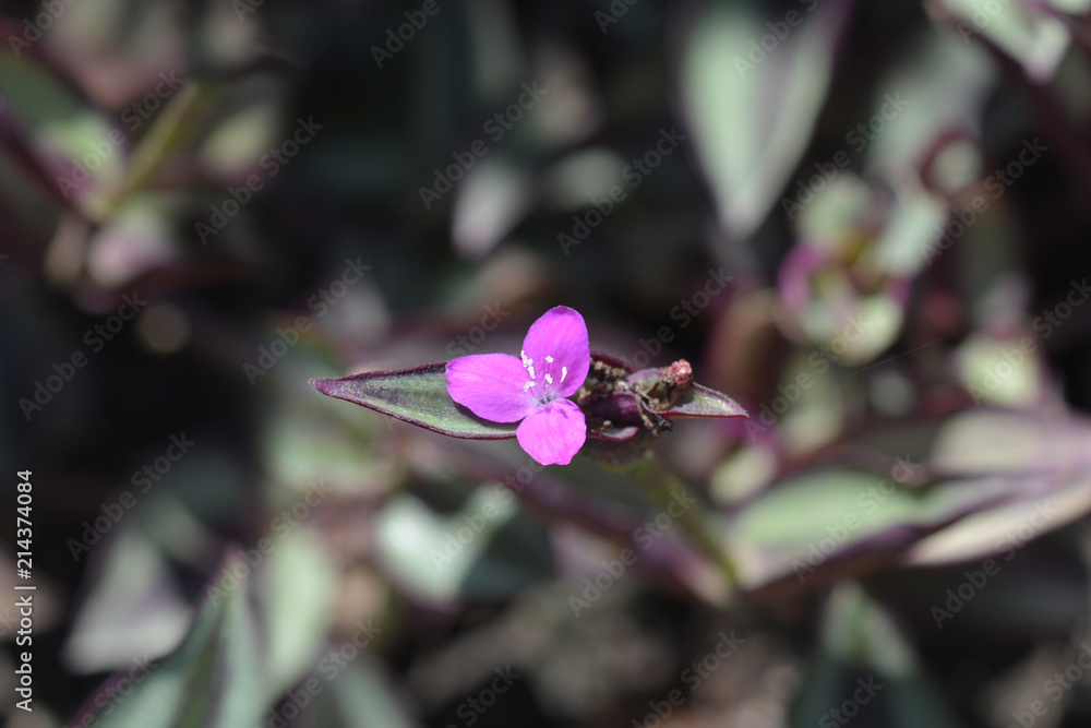 Wandering jew Stock Photo | Adobe Stock