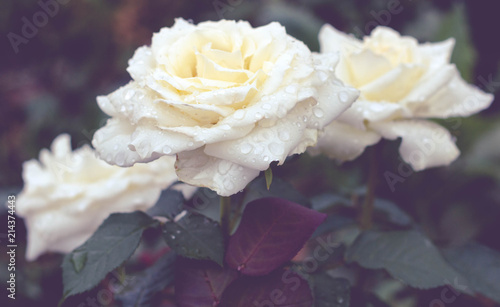 flowers, roses, garden, beauty, cream, after rain, natural
