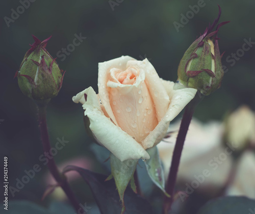 flowers, roses, garden, beauty, cream, after rain, natural