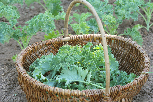 Young kale growing in the vegetable garden. Gardener picking leaves in basket photo