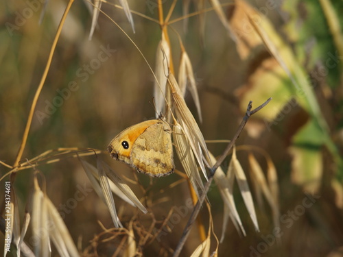 mariposa sobre avena seca