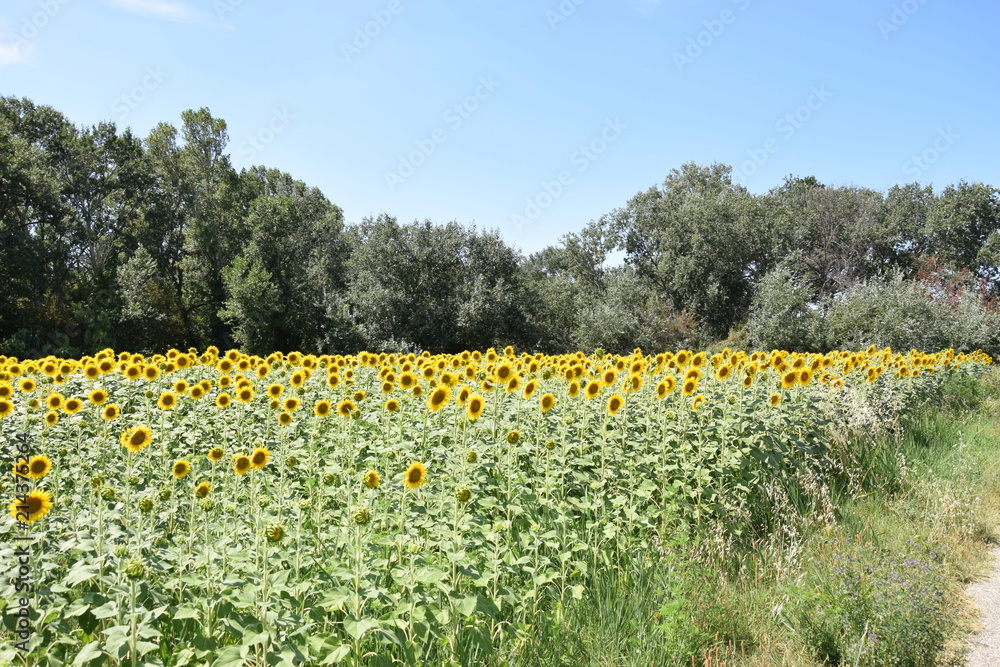 Obraz premium Tournesols