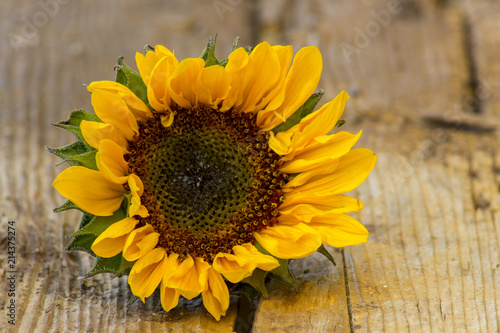 sunflower on wooden background  Helianthus 