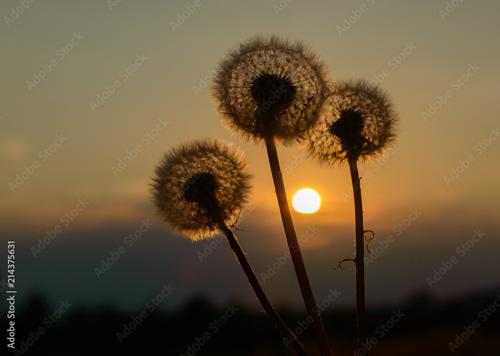 Dandelions at sunset of the day