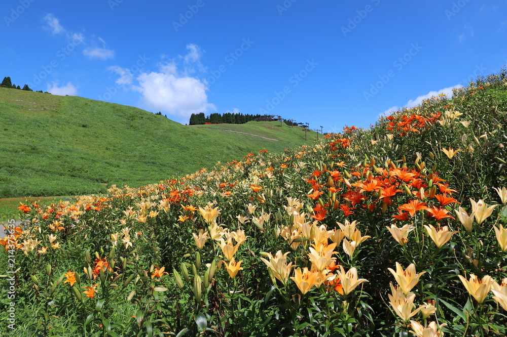 箱館山ゆり園 Stock Photo Adobe Stock