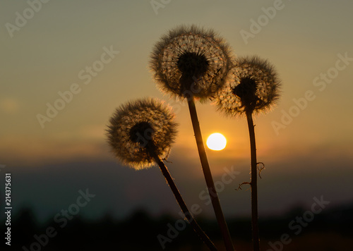 Dandelions at sunset of the day