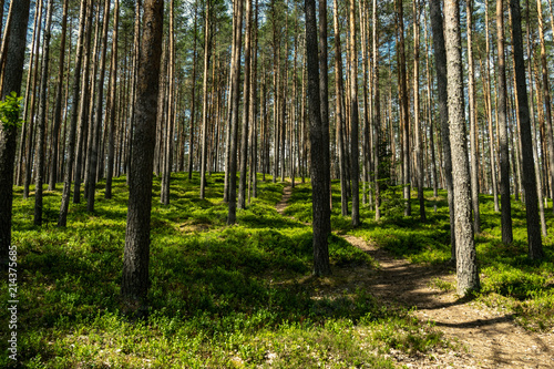 Fototapeta Naklejka Na Ścianę i Meble -  tree trunk silhouettes in the green forest