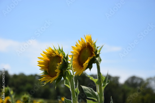 Tournesols photo