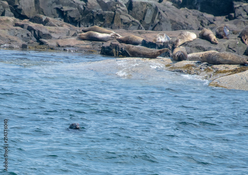 Seals on rocks and in water © Jay