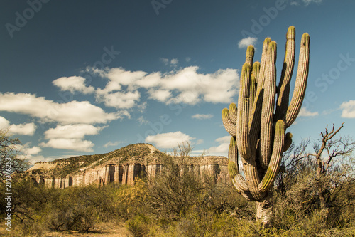 beautiful photo with desert vegetation, cactus and rock formation in the background