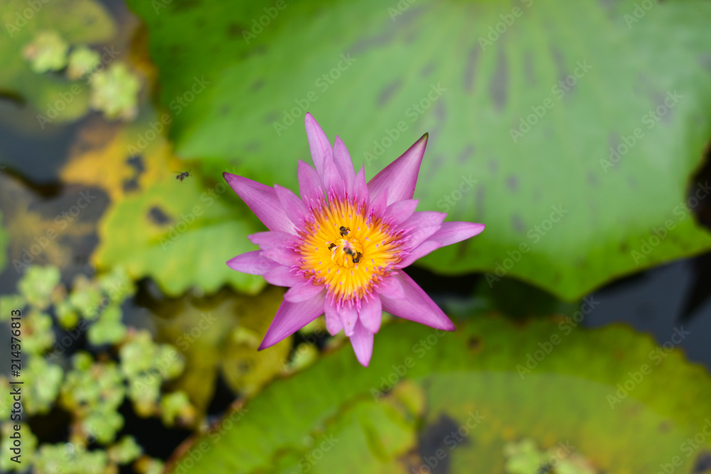 Light purple lotus blooming in the small pond Light purple lotus blooming in the small pond