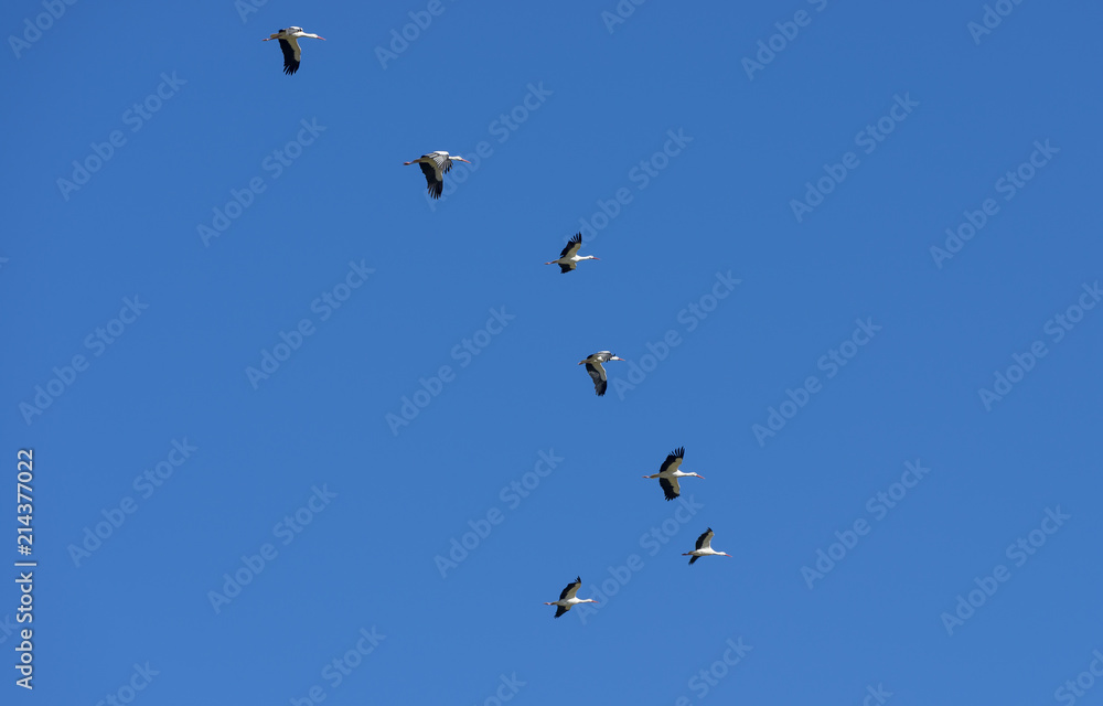 Flock of White Stork, Ciconia ciconia, in flight. Photo taken in Colmenar Viejo, Madrid, Spain