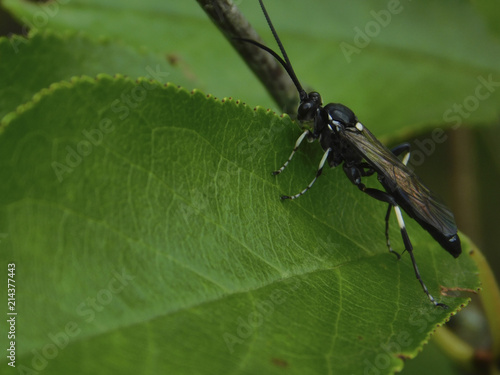 Black wasp. Wasp is a parasite. © Stanislav