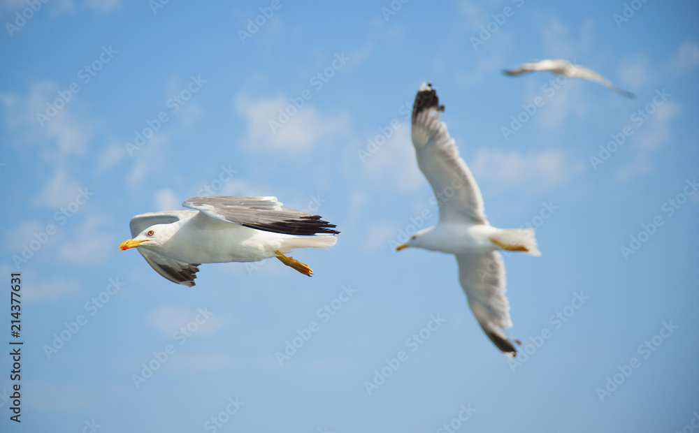 Seagulls flying over the sea on a bright summer day Seagulls flying over the sea on a bright summer day